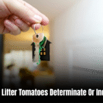 Are Mortgage Lifter Tomatoes Determinate Or Indeterminate? Unveiling the Secret behind Their Growth