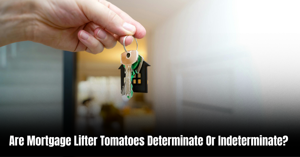 Are Mortgage Lifter Tomatoes Determinate Or Indeterminate