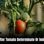 Mortgage Lifter Tomato Determinate Or Indeterminate: Unleashing the Power!