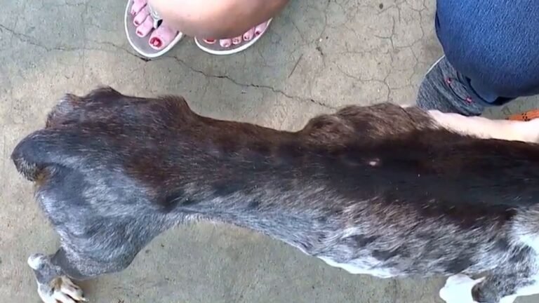 Animal Cruelty Laws in Arkansas