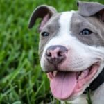 Pitbull Laws in Denver Colorado: What Every Owner Must Know