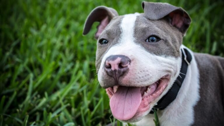 Pitbull Laws in Denver Colorado