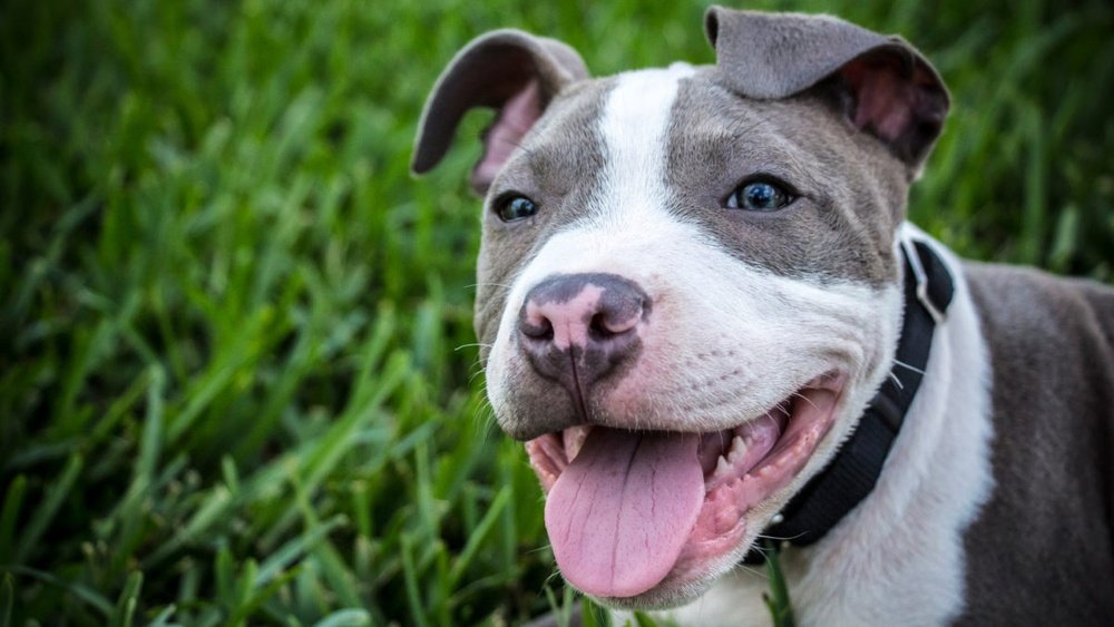 Pitbull Laws in Denver Colorado: What Every Owner Must Know